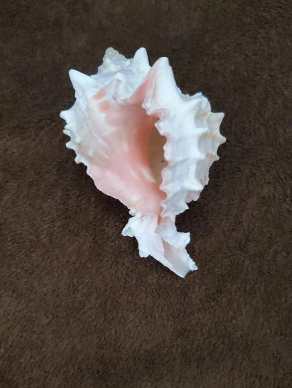 Natural Seashells Pink Murex Seashell Beach Coastal Decor Crafts Nautical